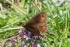Erebia meolans